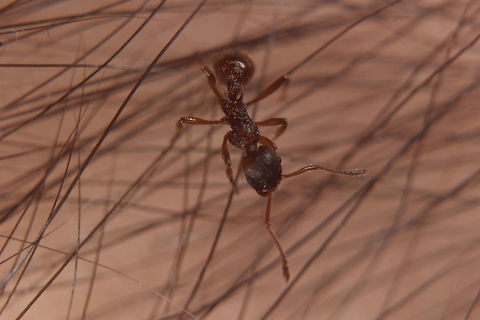Myrmica Rubra Saw this little lady and thought I'd get a snap of her. She was happy sitting on my arm for the photo shoot. Unfortunately you cannot see it in this photo, in common with all ants that have a 2-segmented waist, these ants have a sting.
The sting is less painful than a nettle (she stung me as I tried moving her off my arm) although their cousins "Manica Rubida" are larger and have a more potent sting - more akin to a wasp apparently. They come from Southern Europe. This one was found in my back garden :) Myrmica rubra
