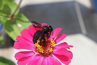 Beautiful Big Black Bee Taken in Arillas, Corfu. I saw these bees on a number of occasions but every time I tried to get a shot, by the time I broke away from eating food at the taverna and set the camera up (rookie mistake I know!) the bee flew away.<br />
<br />
Out of all the creatures I took pictures of in Corfu - this was by far my favourite. I like how big it is an how gentle it is also. Looks intimidating at first but after spending a lot of time watching them, they seem to be very gentle creatures - just interested in gathering pollen :) Geotagged,Greece,Summer,Violet carpenter bee,Xylocopa violacea
