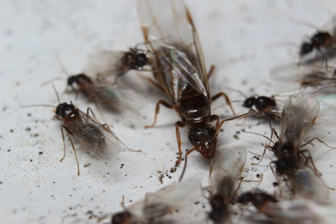 Camponotus Aethiops Princes & Princesses Taken in Arillas, Corfu - Camponotus Aethiops getting ready for the mating flights. As you can see - the difference in size between the males (smaller) and the females is noticeable. Once the male has reproduced - his life will end shortly afterwards and the newly impregnated "Queen" will go about finding herself a nest in which to raise her brood - making a colony of her own.  Ants,Camponotus Aethiops,Camponotus aethiops,Geotagged,Greece,Summer