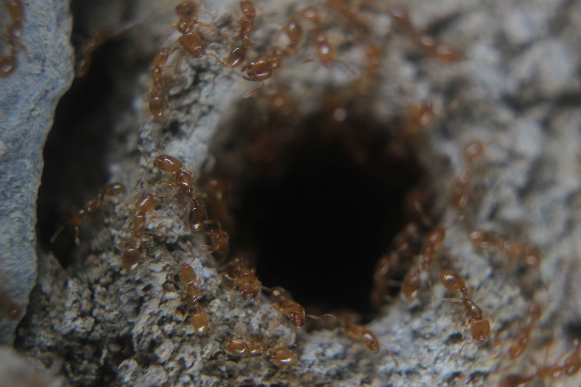 Temnothorax Crassispinus I believe this is the ant species "Temnothorax crassispinus" although looking around, many of the Temnothorax species look very similar. These ants are absolutely tiny. To give an idea of scale - the hole you can see is just wide enough to fit a standard sized pencil in. Ants of this species rarely have colonies bigger than 100. Apparently they are quite friendly and get on well with other species of ants... Geotagged,Greece,Summer,Temnothorax crassispinus