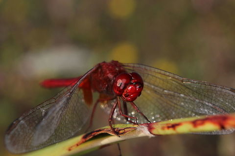Red Darter in Corfu Saw this on a nature trail in Corfu, was attracted to it by it's vivid colouring. It was quite happy for me to take pictures of it. Crocothemis erythraea,Geotagged,Greece,Scarlet Darter,Summer