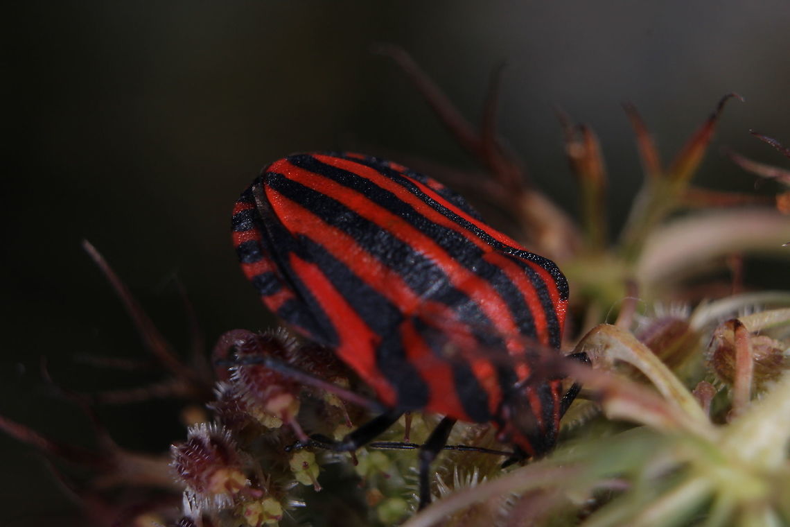 Graphosoma italicum Seen in Corfu - usually on elder flowers... Geotagged,Graphosoma,Graphosoma italicum,Greece,Minstrel Bug,Summer