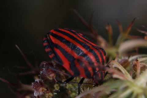 Graphosoma italicum Seen in Corfu - usually on elder flowers... Geotagged,Graphosoma,Graphosoma italicum,Greece,Minstrel Bug,Summer