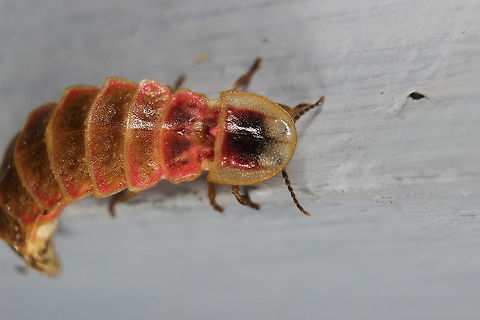 Glow Worm First time I've ever seen one of these. Unfortunately I didn't capture a picture of it glowing however it is a really interesting looking bug. When I first saw it - I only saw the light it was emitting and I thought it was some kind of LED! Arachnocampa luminosa,Geotagged,Greece,Summer