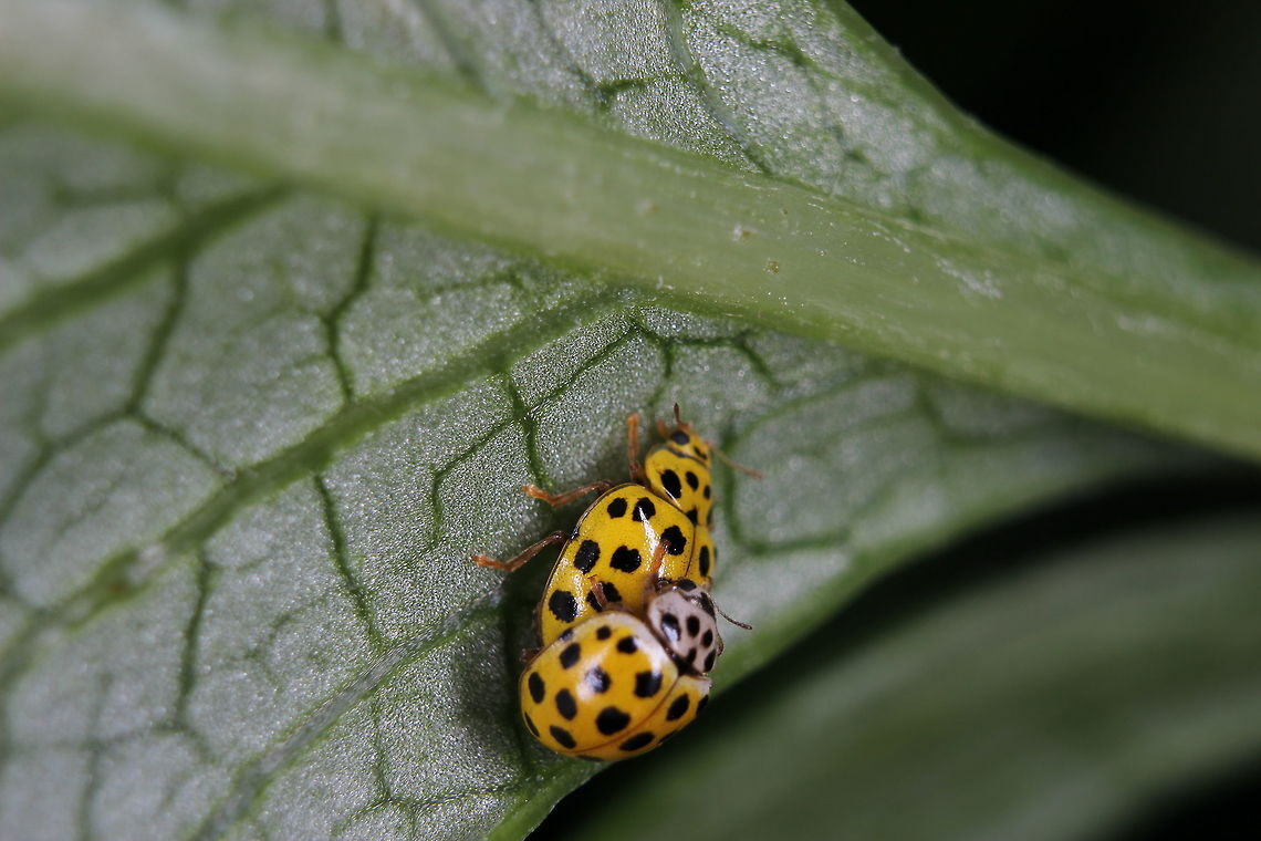 Ladybirds in love.. Accidentally interrupted these 2 one evening... 22-spot ladybird,Coccinellidae,Coccinellinae,Coleoptera,Geotagged,Greece,Psyllobora vigintiduopunctata,Psylloborini,Summer