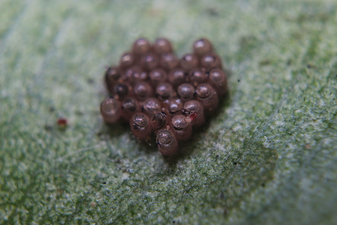 Unidentified eggs under a leaf with spider mite Found a leaf on the floor in Corfu, unable to identify the plant that it came from but did notice these eggs on the underside. Also some kind of parasite too?<br />
<br />
I&#039;m not sure if these belong to a spider/butterfly or something else I&#039;m afraid. They were pretty small (had to use the x10 lens attachment to capture them with any detail)<br />
<br />
Any ideas what they could be? Geotagged,Greece,Summer,Tetranychus urticae