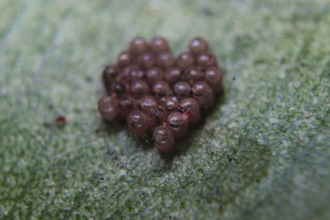 Unidentified eggs under a leaf with spider mite Found a leaf on the floor in Corfu, unable to identify the plant that it came from but did notice these eggs on the underside. Also some kind of parasite too?

I'm not sure if these belong to a spider/butterfly or something else I'm afraid. They were pretty small (had to use the x10 lens attachment to capture them with any detail)

Any ideas what they could be? Geotagged,Greece,Summer,Tetranychus urticae