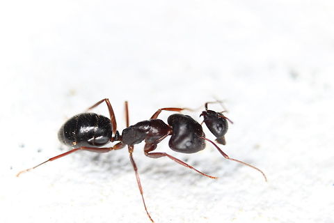 Camponotus aethiops won the battle.. A Camponotus aethiops ant had been in a fight with another of ant of what looks like the same species but probably from a different colony. It looks like the now dead ant clamped onto the other ant's antenna and at this point, it looks like the ant in the picture sliced off it's head! I was quite surprised to see it firmly attached still as I thought that the dead ant would have released it's grip. Seems these ants share some similar traits to "Trapjaw" ants that keep their jaws firmly clamped even when they have been killed. As a side note - trap jaw ant species can be used as makeshift stitches if you have a cut. Camponotus Aethiops,Geotagged,Greece,Summer