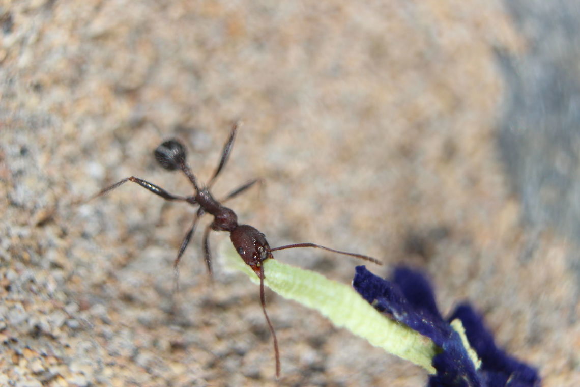 Cataglyphis velox Saw a number of these ants (Cataglyphis velox) around Corfu. They are *extremely* fast and they also run around with their gastor pointing up in the air. I&#039;m not sure of the reason behind this as yet.<br />
I liked this one because it was carrying a small flower around with it. Took a great number of shots to get a close up, in focus picture with their speed and erratic change of direction while moving! Ants,Cataglyphis velox,Geotagged,Greece,Summer,flower
