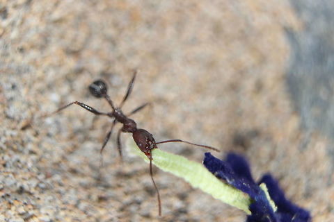 Cataglyphis velox Saw a number of these ants (Cataglyphis velox) around Corfu. They are *extremely* fast and they also run around with their gastor pointing up in the air. I'm not sure of the reason behind this as yet.
I liked this one because it was carrying a small flower around with it. Took a great number of shots to get a close up, in focus picture with their speed and erratic change of direction while moving! Ants,Cataglyphis velox,Geotagged,Greece,Summer,flower