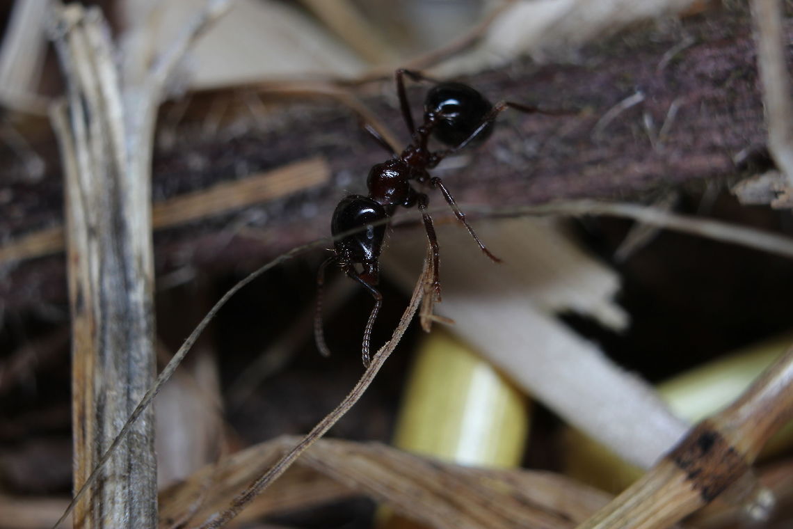 Messor Barbarus in natural habitat Taking a walk in Arillas, the path I was on was swarming with messor barbarus ants in the undergrowth. The only course of action? Get down on all fours and take a picture of these seed carrying wonders in their natural habitat. These hold special interest to me as I have a colony myself - it&#039;s always nice to see them running wild in the world :) Ants,Geotagged,Greece,Messor barbarus,Summer