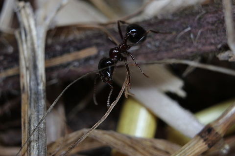 Messor Barbarus in natural habitat Taking a walk in Arillas, the path I was on was swarming with messor barbarus ants in the undergrowth. The only course of action? Get down on all fours and take a picture of these seed carrying wonders in their natural habitat. These hold special interest to me as I have a colony myself - it's always nice to see them running wild in the world :) Ants,Geotagged,Greece,Messor barbarus,Summer