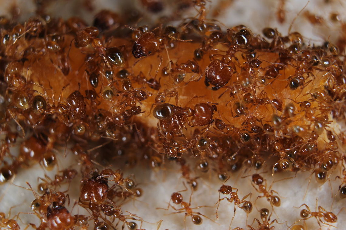 Pheidole feeding time! These ants were outside our apartment. I wasn&#039;t able to identify what they were eating but as you can see - they were loving it! Geotagged,Greece,Pheidole pallidula,Summer