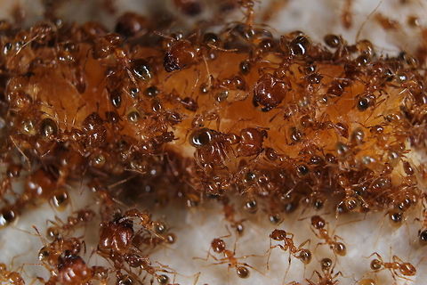 Pheidole feeding time! These ants were outside our apartment. I wasn't able to identify what they were eating but as you can see - they were loving it! Geotagged,Greece,Pheidole pallidula,Summer