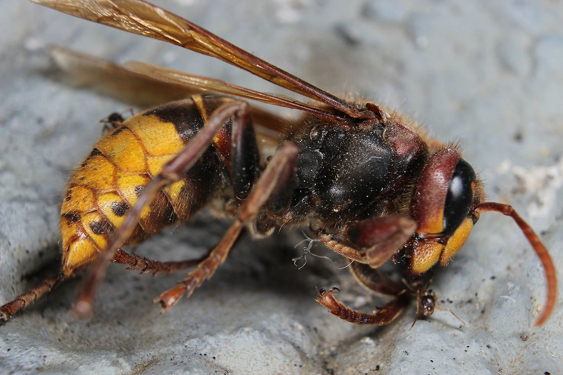 Ants cleaning up... Can&#039;t say I&#039;m a huge fan of wasps or hornets however I was drawn to this already dead hornet on the path. It was huge in comparison to what I have seen before. You can see a little ant peeking out near the hornet&#039;s head. I intended to go back later on after taking this picture to see if the ants had dismantled it and carried away but it seems they were not interested in eating it. Ants,European Hornet,Geotagged,Greece,Summer,Vespa crabro