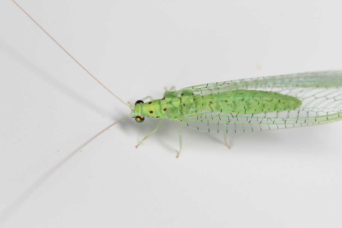 Lacewing Pretty eyes.... Geotagged,Greece,Summer