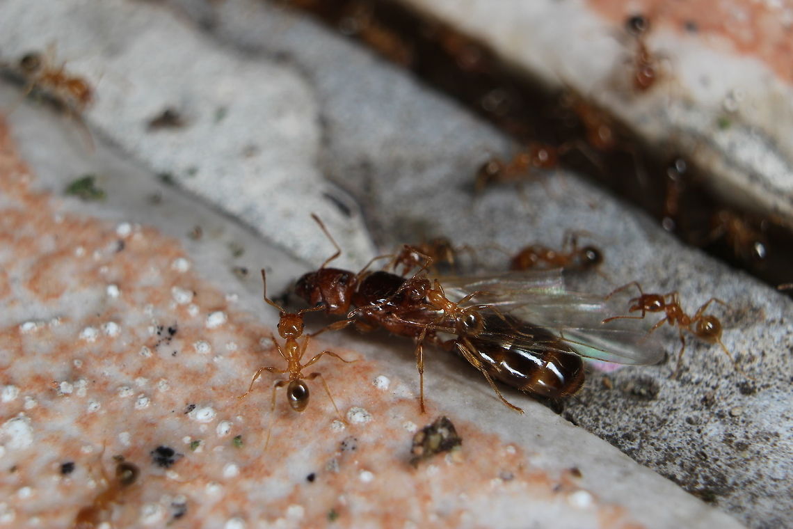 Pheidole Pallidula Queen/Princess I wasn't quite sure what was going on here. It looked like this colony had moved due to nest disruption. I spotted this Queen wandering about with the colony. The reason behind me thinking that she may not be the queen is the fact she still has wings (or 1 and a half wings!). Usually the queen will shed her wings once she has been impregnated and landed in preparation to start digging her new nest. As you can see, this one does have her wings still. Further pictures show the workers chewing at the wings, presumably to get her into the new nest (a crack in the path). Ants,Geotagged,Greece,Pheidole pallidula,Summer,queen