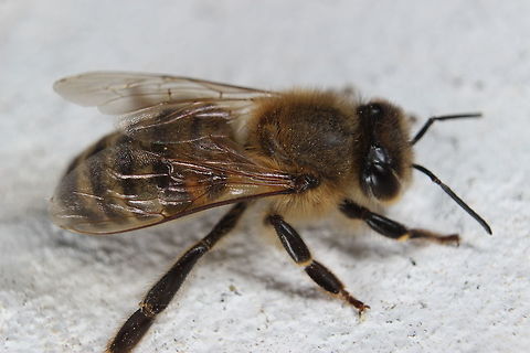 Just relaxing.. ...after a hard day's work gathering honey. She wasn't bothered in the slightest with me getting up close and personal with her. I love bees... Apis mellifera,Geotagged,Greece,Summer,Western honey bee