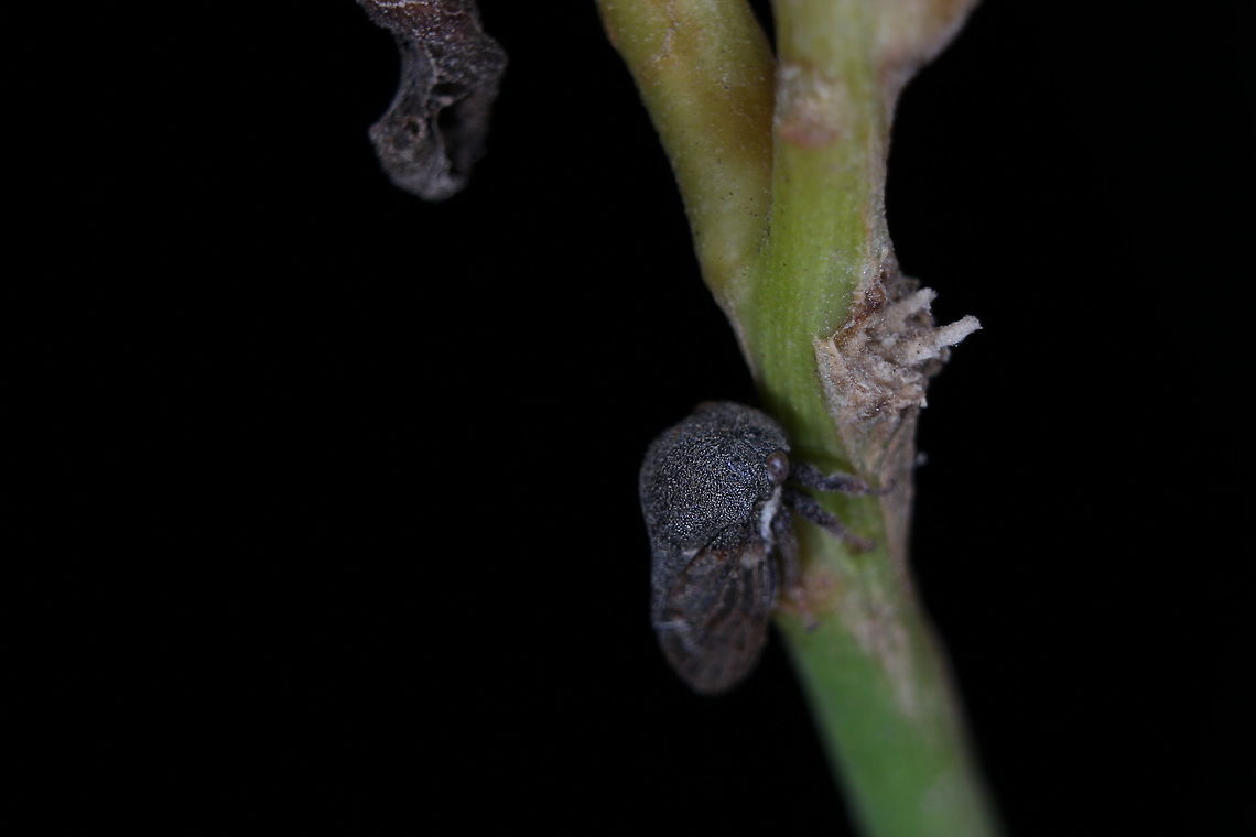 Some kind of plant hopper? I've not been able as yet to identify this tiny creature. Anyone able to shed any light on it at all? When I initially snapped it, I though it was some kind of really small moth but after seeing another member's picture of a plant hopper, this looks similar to it but smaller? Geotagged,Greece,Summer