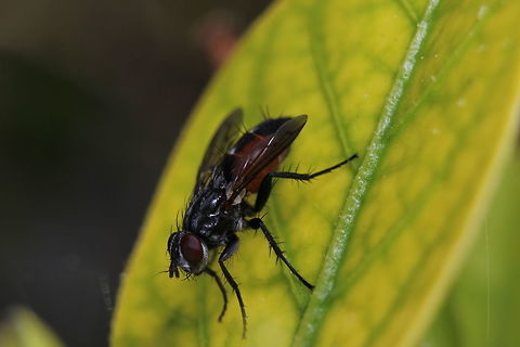 Fly on a leaf  Geotagged,Greece,Housefly,Musca domestica,Summer