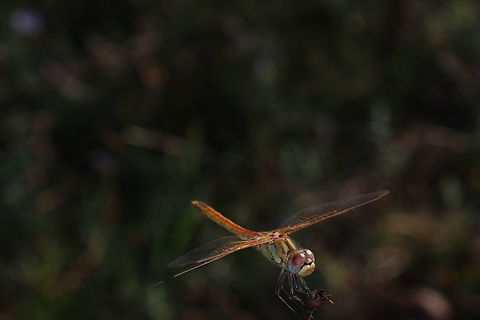 Dragonfly  Geotagged,Greece,Summer,Sympetrum fonscolombii,red-veined darter