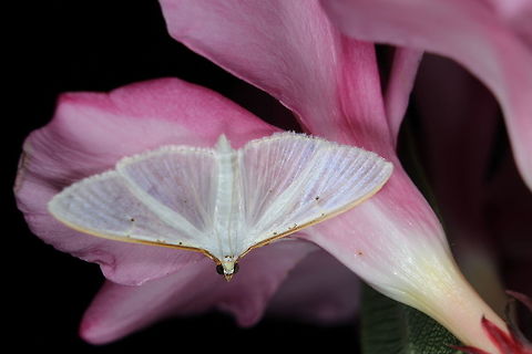 Jasmine moth  Geotagged,Greece,Palpita vitrealis,Summer