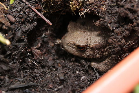 Our friendly toad Helping keep the garden free of slugs that are eating my plants! Bufo bufo,Common toad,Geotagged,Summer,United Kingdom