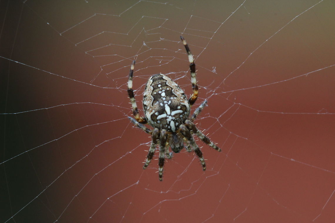 Orb spider with video Saw it building it's web. By the time it had finished, it had already captured 5 flies! Araneus diadematus,European garden spider