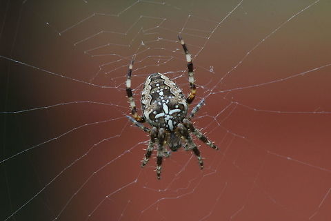Orb spider with video Saw it building it's web. By the time it had finished, it had already captured 5 flies! Araneus diadematus,European garden spider