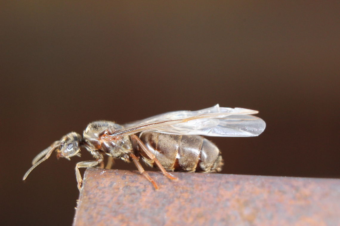 New Lasius Niger Queen What an exciting evening - after very heavy rain yesterday and warm/humid weather today, it would appear that conditions were perfect for the nuptial flights! Hundreds of Lasius Niger males and newly impregnated queens landed in my garden. It was nice to sit out having a BBQ and watching them all fly round and land, looking for their new nesting site so they can start their own colony. Really pleased I got to witness it :) Black garden ant,Lasius niger