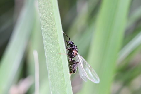 Lasius Niger male This Lasius Niger (Or common black garden ant) came out of the nest to mate. They mate while flying and then the male's life is over. He will land after passing his genes to the female and pass away. All is not lost though as he will father hundreds of thousands of ants that the female will lay. She will store and use his sperm to fertilize her eggs for up to 12 years. How's that considering that humans haven't quite perfected the IVF treatment yet! Black garden ant,Lasius niger,nuptual flight