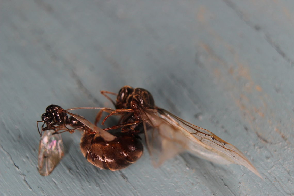 Tragedy With the Lasius Niger nuptial flight taking place, these unfortunate ants flew too close to a BBQ and as such perished. You can see the difference in size between the female (larger) and the male (smaller). As these ants mate while flying, you can see why she has to be bigger than him (other than the fact she needs fat stores for digging a nest and founding a colony). She effectively flies and carries him while they mate. Quite sad really but I suppose many other ants will have died which is why there are so many male and female ants released to mate at one time. Ants,Black garden ant,Lasius niger