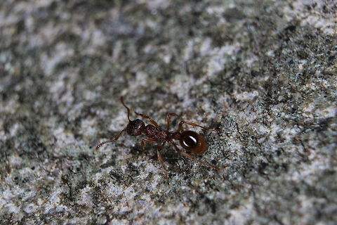 Myrmica Rubra out for a walk Saw this little lady out in the garden just wandering about. She wasn't even bothered with the abundance of Lasius Niger Queen ants that were flying around and landing in front of her. These ants are meant to be fairly aggressive however I have yet to witness this for myself. Perhaps that will change over time! Myrmica rubra