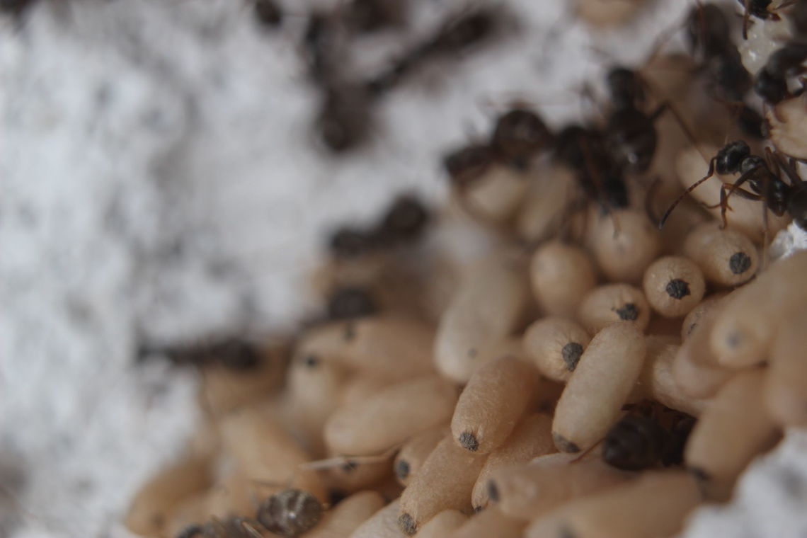 Tapinoma Nigerrimum (possibly pt.2) Nice big pile of brood from this colony. Unlike my other 2 colonies, the eggs for this species of ant are papery in appearance. Then it would appear the workers cut the top of the egg open although I've not seen this. I'll keep an eye out! Ants,Tapinoma nigerrimum