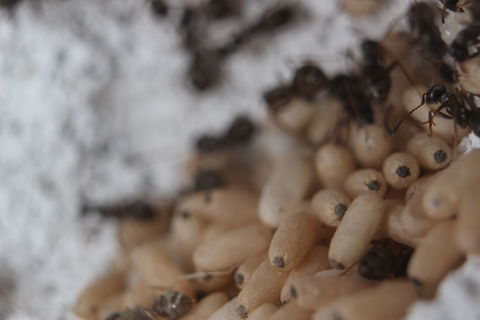 Tapinoma Nigerrimum (possibly pt.2) Nice big pile of brood from this colony. Unlike my other 2 colonies, the eggs for this species of ant are papery in appearance. Then it would appear the workers cut the top of the egg open although I've not seen this. I'll keep an eye out! Ants,Tapinoma nigerrimum