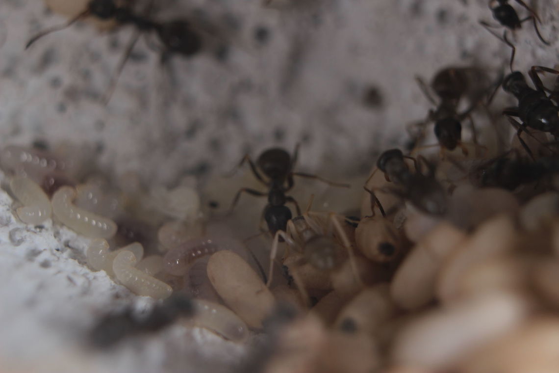 Ant brood development Tapinoma Nigerrimum brood with different stages of development. It's a pity I couldn't get the ant in the foreground more in focus. This one with it's light colour will be a very new edition to the colony hence the almost white colour - until the chitin hardens fully and gets darker. Ants,Tapinoma nigerrimum