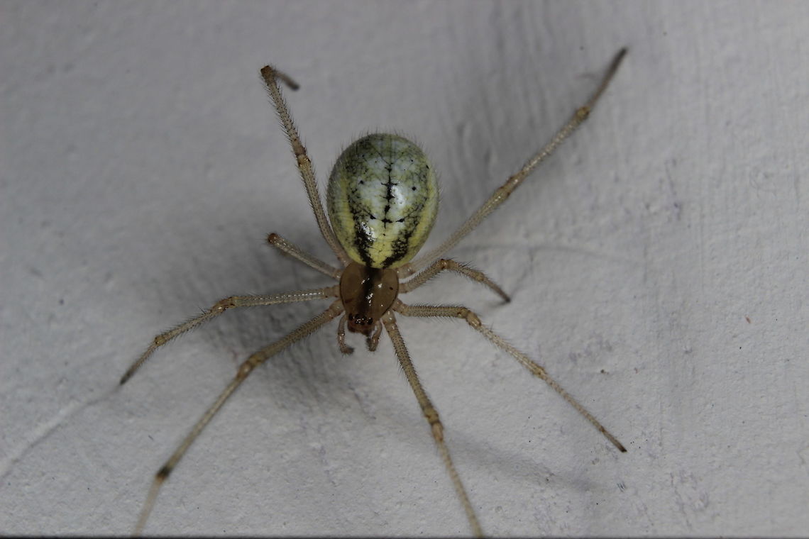 The Candy Stripe Spider in the kitchen! It abseiled down as I was getting a drink. Would this be a standard garden spider? It looks different to the other ones I&#039;ve taken pictures of and identified using this site, google searches etc. It is approximately 2.5cm in size. Enoplognatha ovata,European garden spider,Geotagged,Summer,United Kingdom