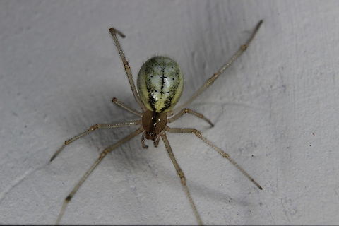 The Candy Stripe Spider in the kitchen! It abseiled down as I was getting a drink. Would this be a standard garden spider? It looks different to the other ones I've taken pictures of and identified using this site, google searches etc. It is approximately 2.5cm in size. Enoplognatha ovata,European garden spider,Geotagged,Summer,United Kingdom