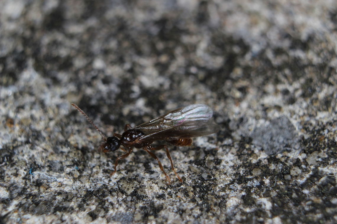 Myrmica Rubra Male I had high hopes to witness the nuptial flight of this species, it was warm, humid and there are some males out and about looking ready to fly. Then the rain came and the ants went away!!<br />
I will keep an eye out and see if the virgin Queens come out tonight/tomorrow! Myrmica rubra,ants,male ant