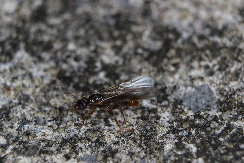 Myrmica Rubra Male I had high hopes to witness the nuptial flight of this species, it was warm, humid and there are some males out and about looking ready to fly. Then the rain came and the ants went away!!
I will keep an eye out and see if the virgin Queens come out tonight/tomorrow! Myrmica rubra,ants,male ant
