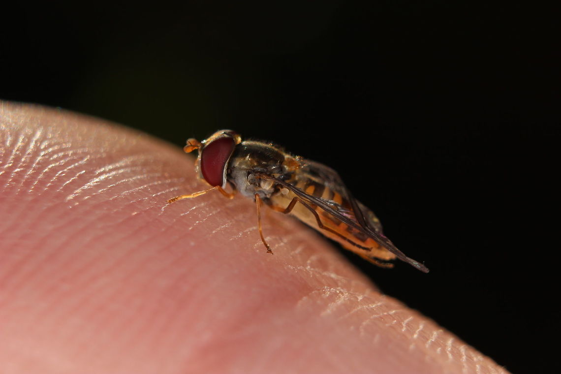 Saved from drowning Saw this in a bowl of water outside - pulled it out but unfortunately it looks like her wing was damaged and she couldn&#039;t fly any more :(<br />
<br />
I looked after her until she dried out and then put her on a marigold. Hopefully she will be ok! Episyrphus balteatus,Marmalade Hoverfly