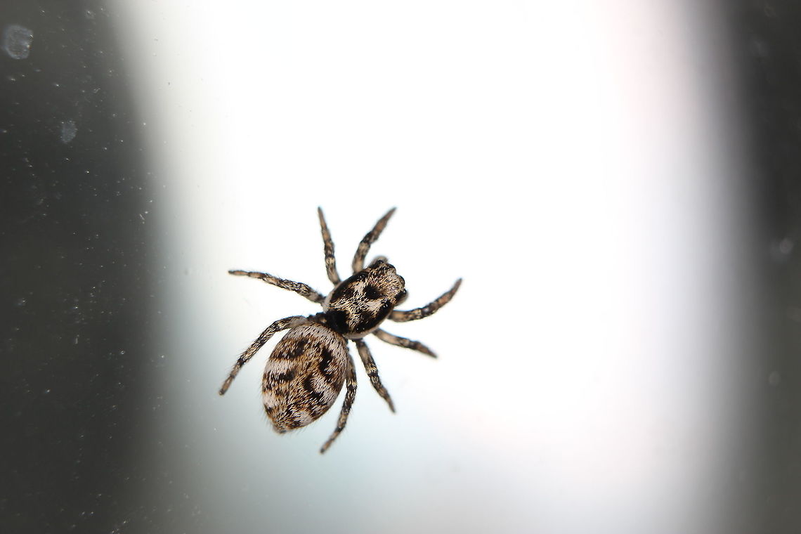 Zebra jumping spider on glass I can watch these for hours - saying that, I watch them, they watch me watching them... Geotagged,Salticus scenicus,Summer,United Kingdom,Zebra spider