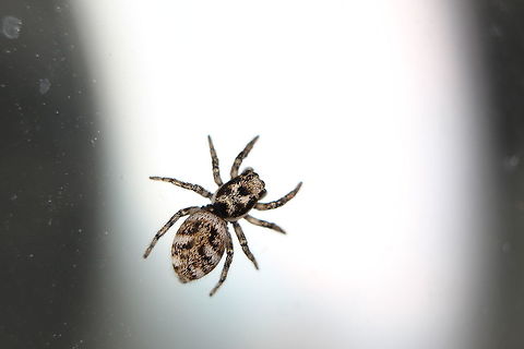Zebra jumping spider on glass I can watch these for hours - saying that, I watch them, they watch me watching them... Geotagged,Salticus scenicus,Summer,United Kingdom,Zebra spider