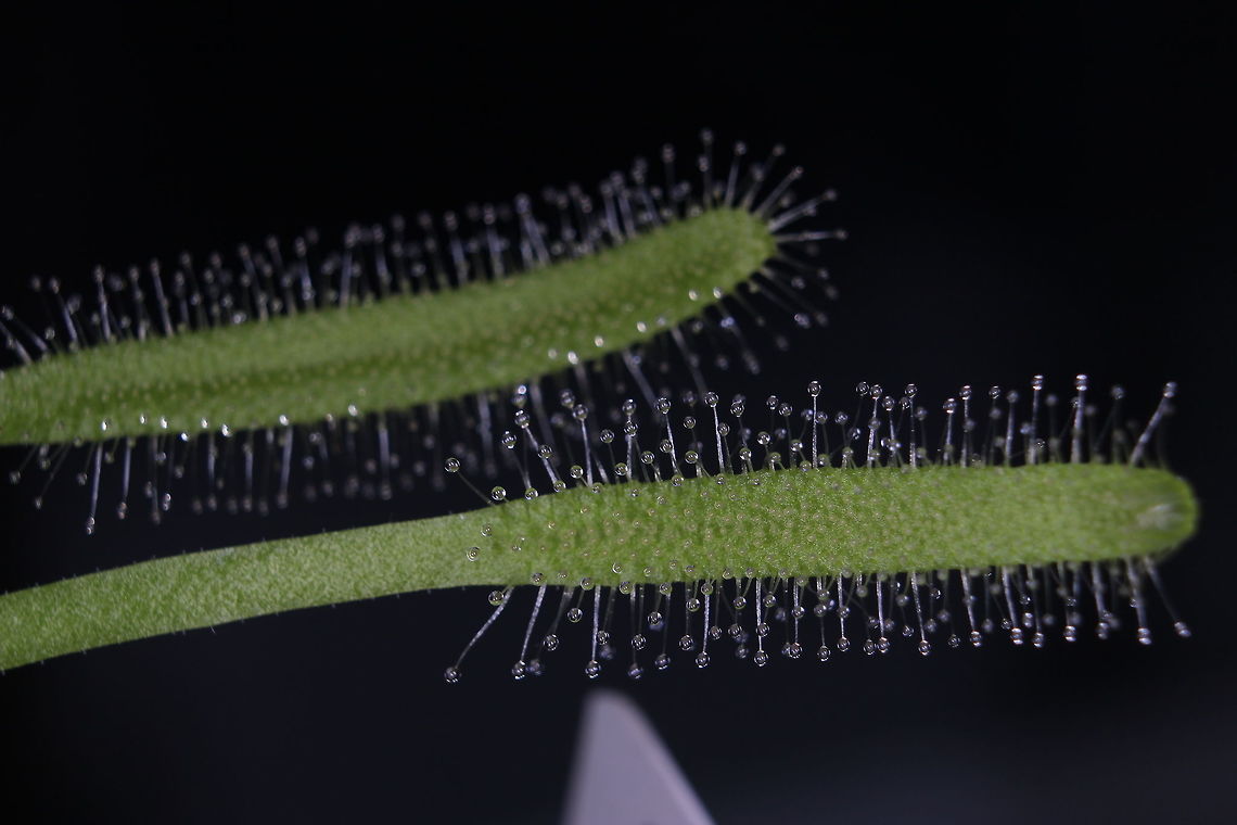 Drosera Capensis 'Alba' The narrow leaf version of the Drosera Capensis. Natural defence against the ants escaping ;) Cape Sundew,Drosera capensis,Geotagged,Summer,United Kingdom