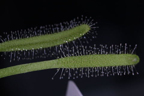 Drosera Capensis 'Alba' The narrow leaf version of the Drosera Capensis. Natural defence against the ants escaping ;) Cape Sundew,Drosera capensis,Geotagged,Summer,United Kingdom