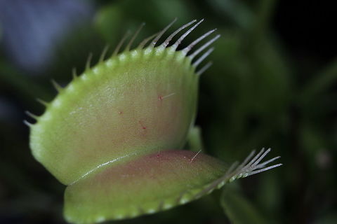 "Nibbler"  Dionaea muscipula,Geotagged,Summer,United Kingdom,Venus flytrap