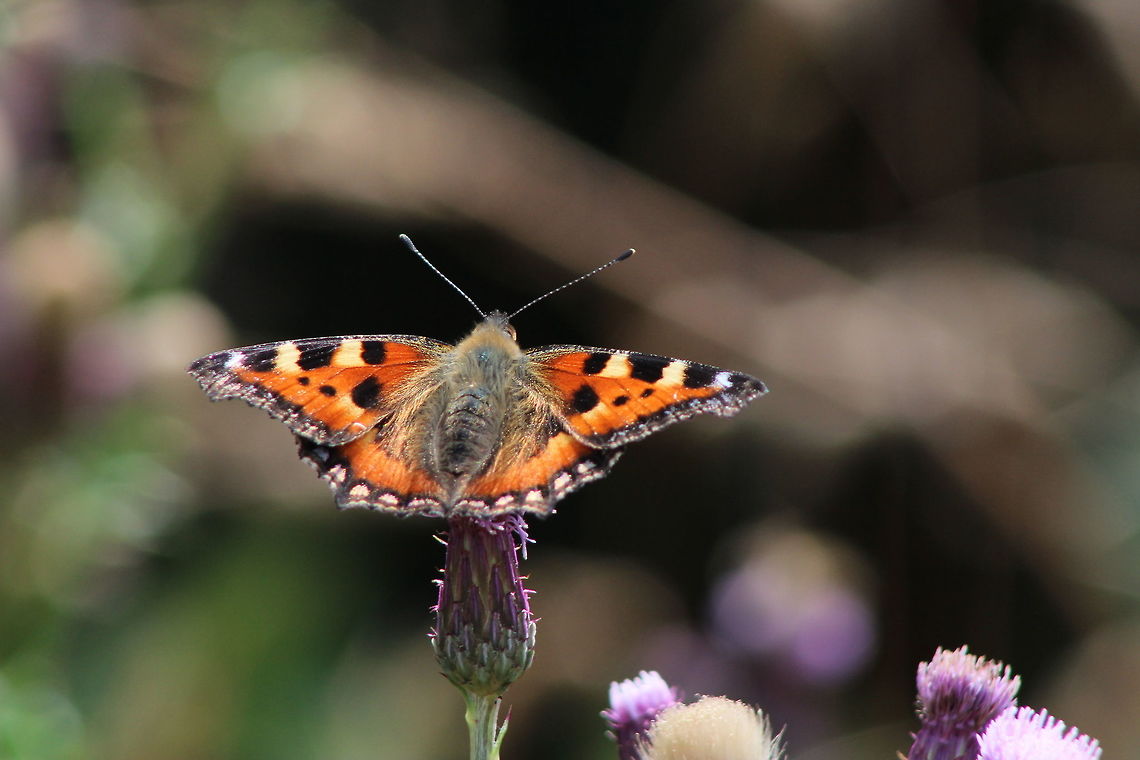 Aglais Urticae on thistle  Aglais urticae,Geotagged,Small Tortoiseshell,Summer,United Kingdom
