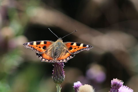 Aglais Urticae on thistle  Aglais urticae,Geotagged,Small Tortoiseshell,Summer,United Kingdom