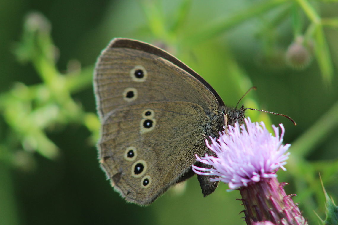 Aphantopus_hyperantus  Aphantopus hyperantus,Geotagged,Ringlet,Summer,United Kingdom