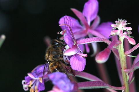 Apis_Mellifera  Apis mellifera,Geotagged,Summer,United Kingdom,Western honey bee
